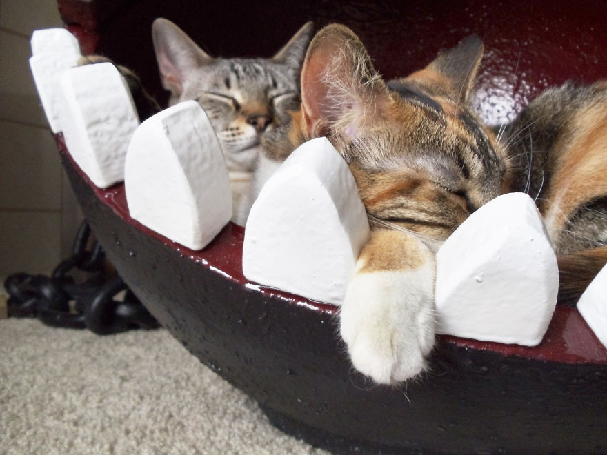 Chompy cama para gato 10