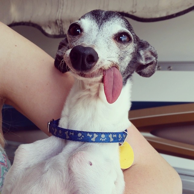 Zappa 4