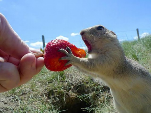animales comiendo frutos rojos 10