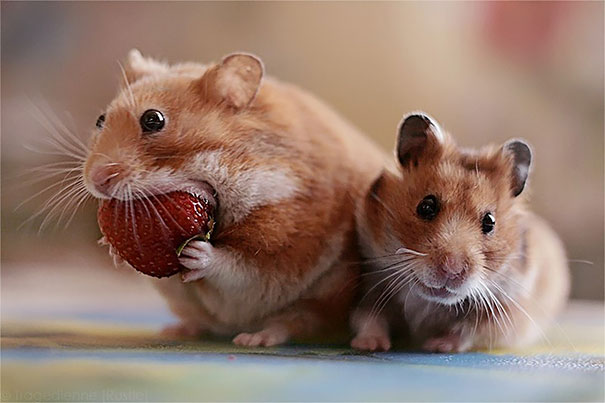 animales comiendo frutos rojos 11