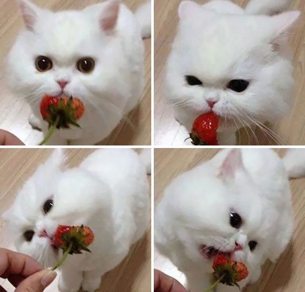 animales comiendo frutos rojos 6
