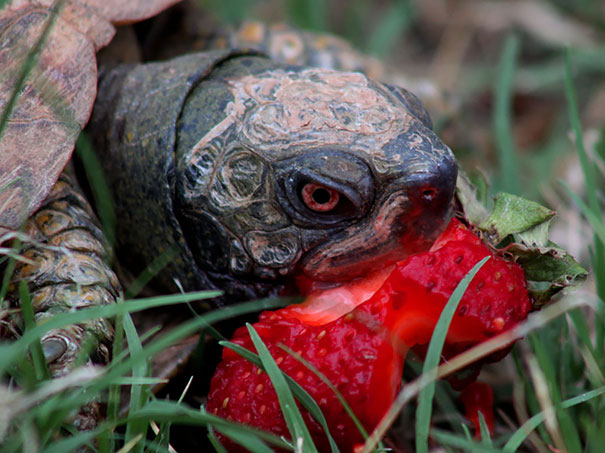 animales comiendo frutos rojos 8