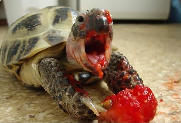 animales comiendo frutos rojos