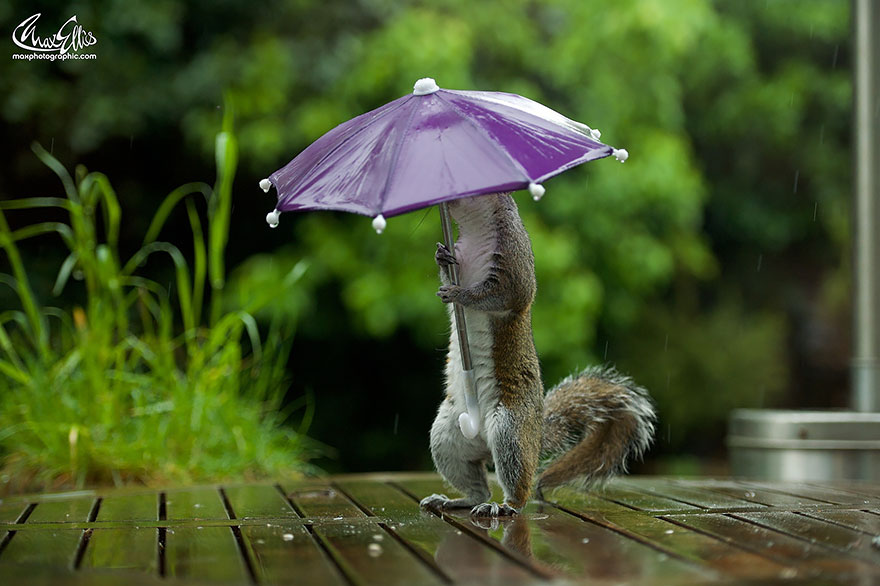 ardilla con un paraguas 3
