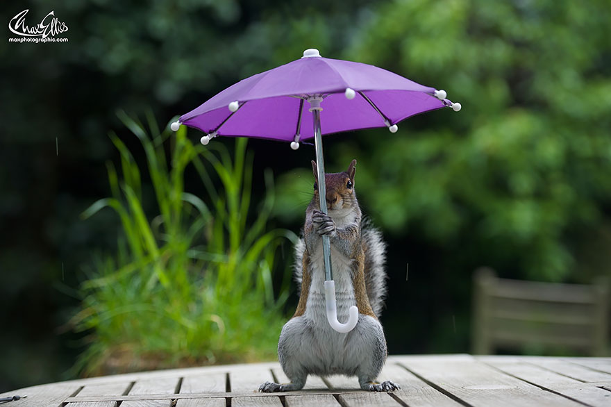 ardilla con un paraguas 5