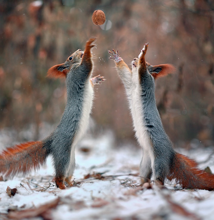ardillas jugando a baloncesto