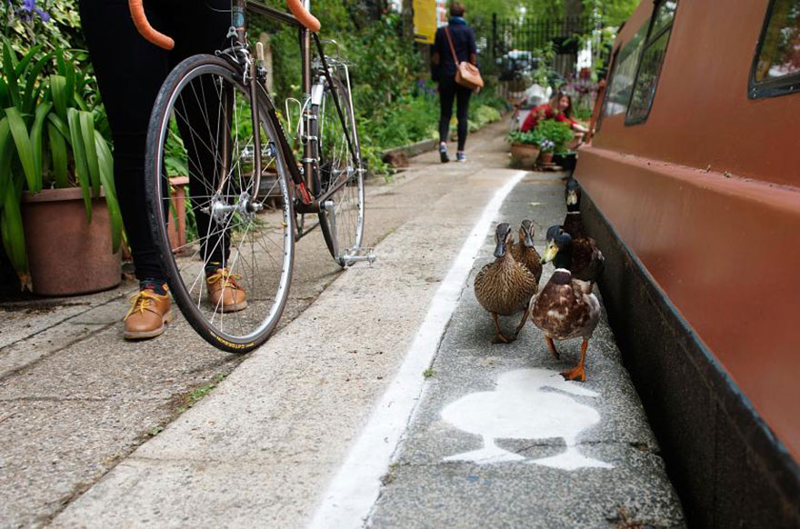 canal pato 2