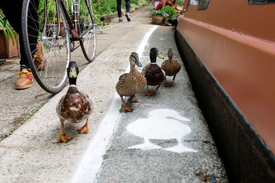 canal pato 4