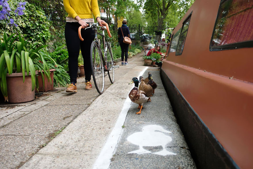canal pato 5