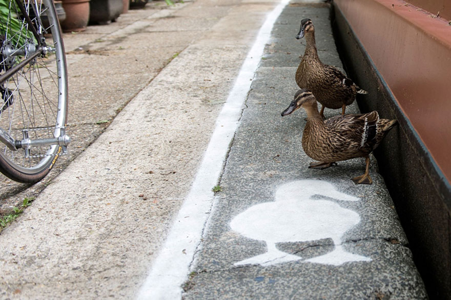 canal pato 6
