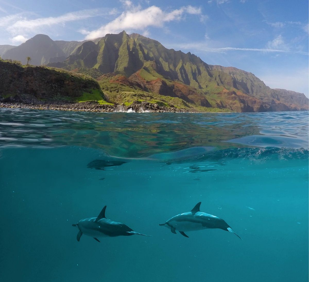 delfines