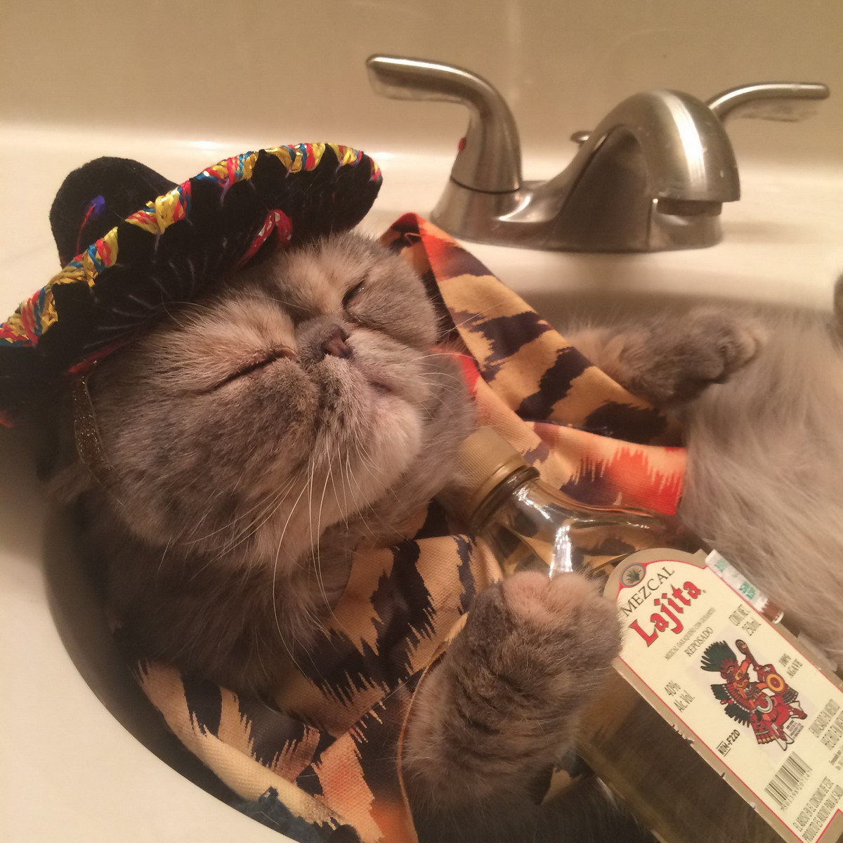 gato mexicano