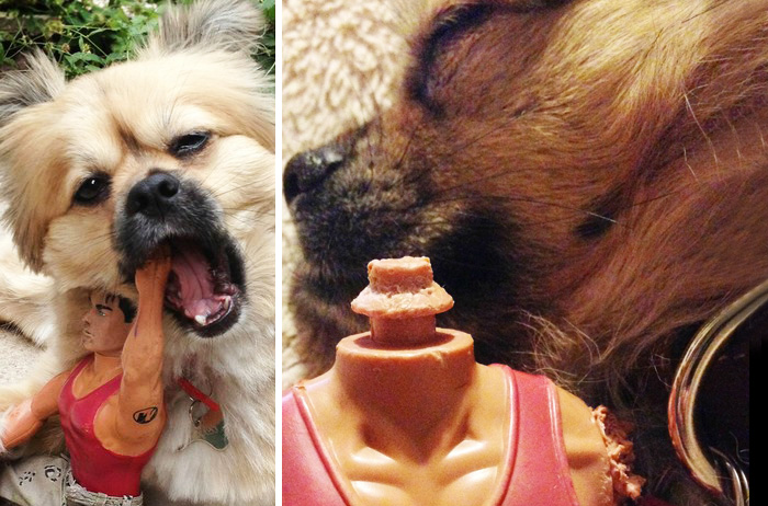 mascotas y sus juguetes 10