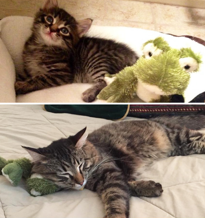 mascotas y sus juguetes 15