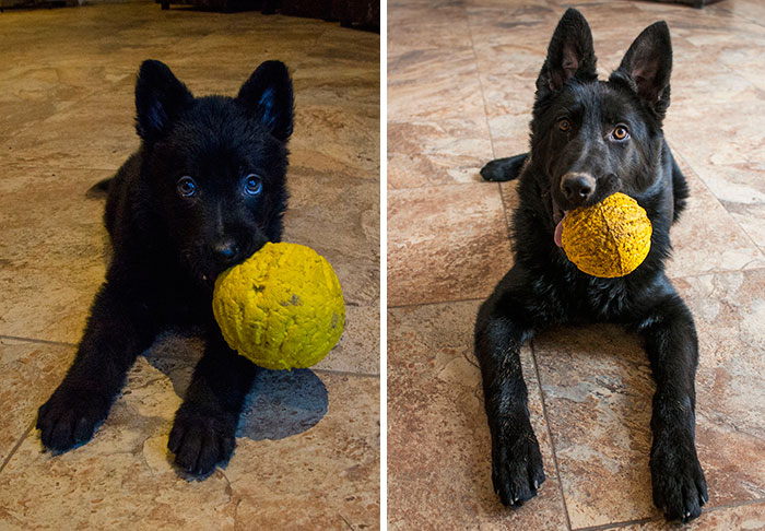 mascotas y sus juguetes 18