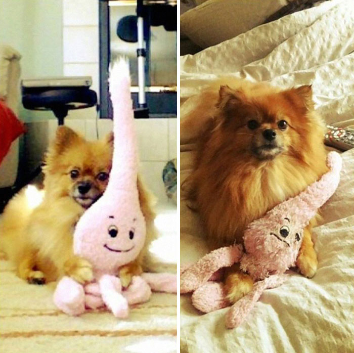 mascotas y sus juguetes 3