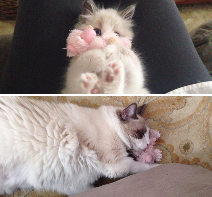 mascotas y sus juguetes 4