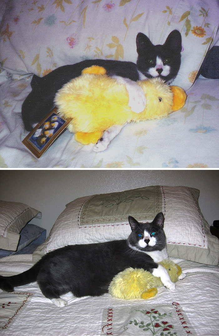 mascotas y sus juguetes 5