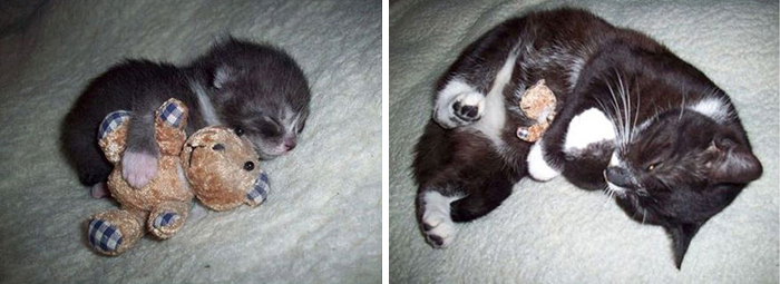 mascotas y sus juguetes 6
