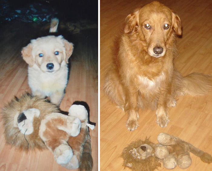 mascotas y sus juguetes 7