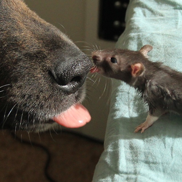 perro y rata amigos 12