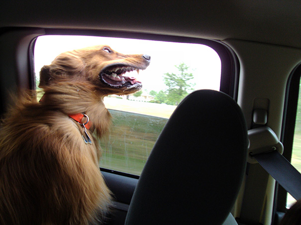 perros viajando en coche 11