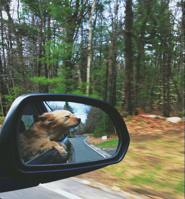 perros viajando en coche 15