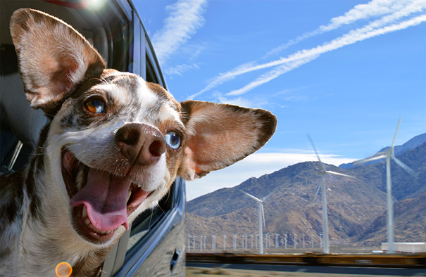 perros viajando en coche 2