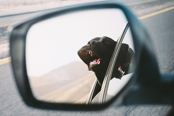 perros viajando en coche 20