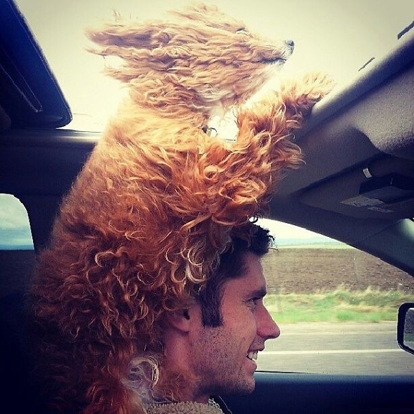 perros viajando en coche