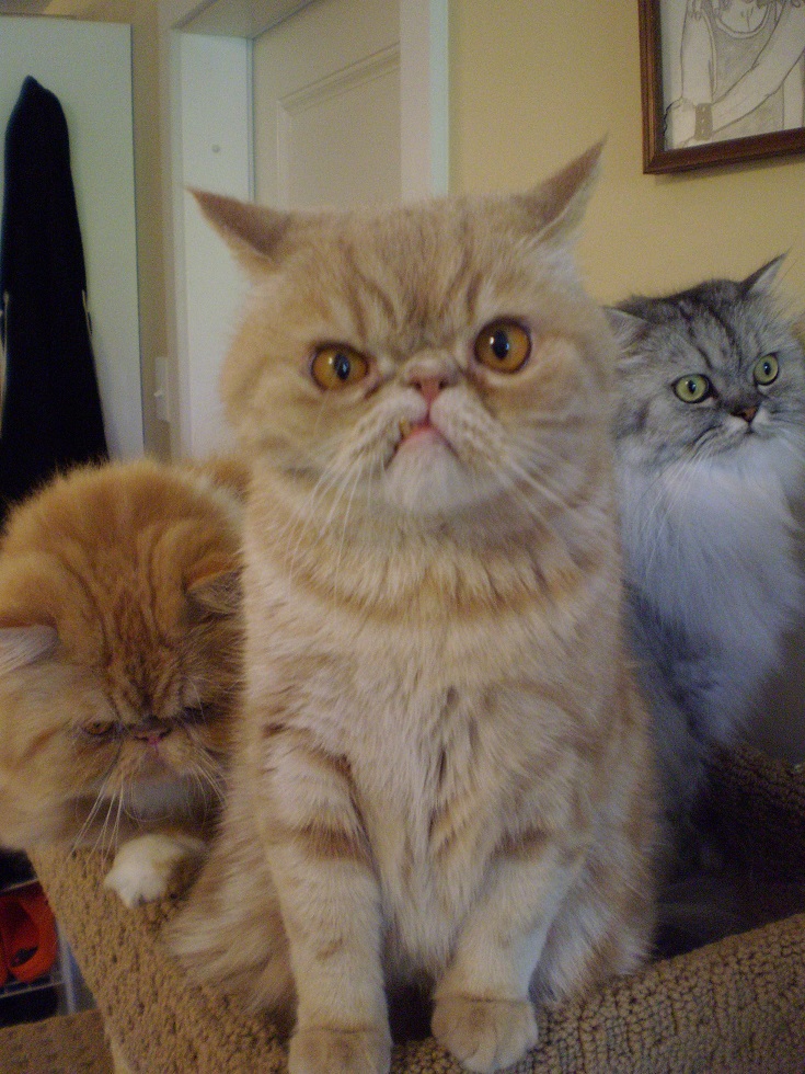 tres gatos muy peligrosos