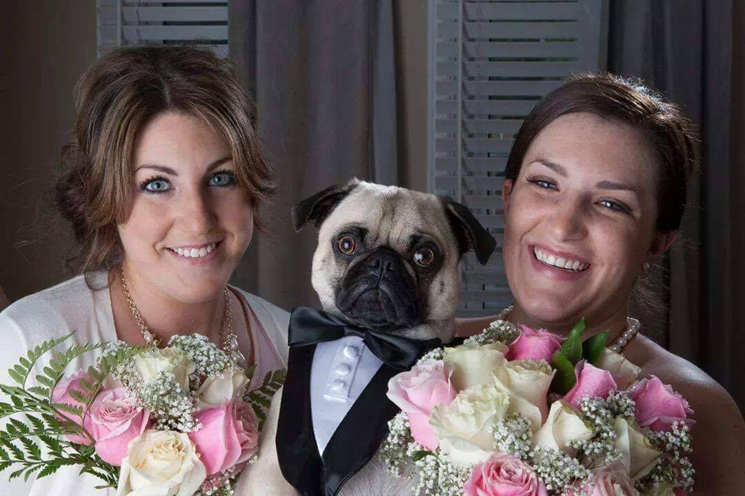 perro en una boda