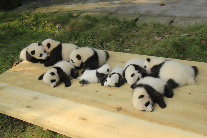 guarderia osos panda 12