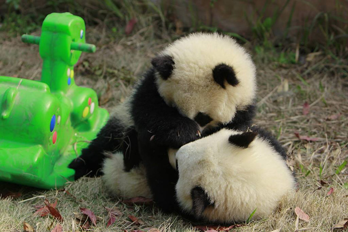 guarderia osos panda 13