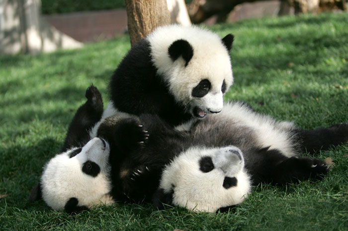 guarderia osos panda 14