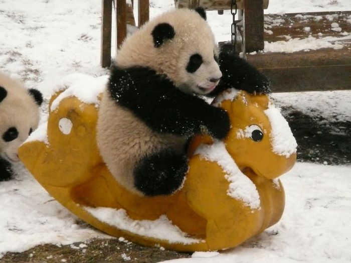 guarderia osos panda 3