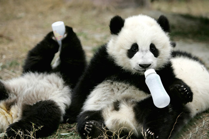 guarderia osos panda 5