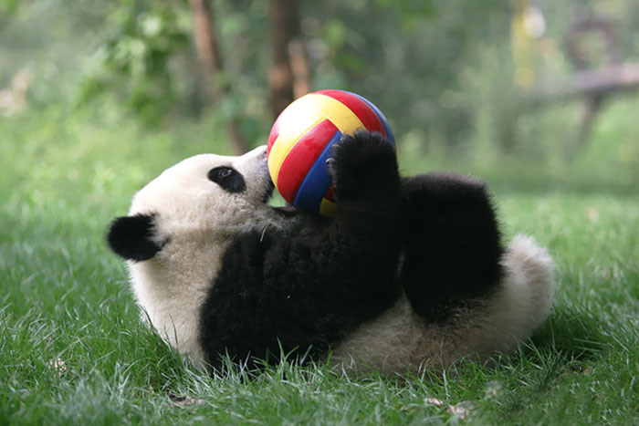 guarderia osos panda 6