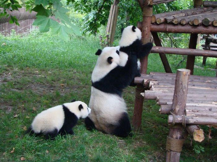 guarderia osos panda 7