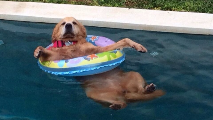 perro con flotador