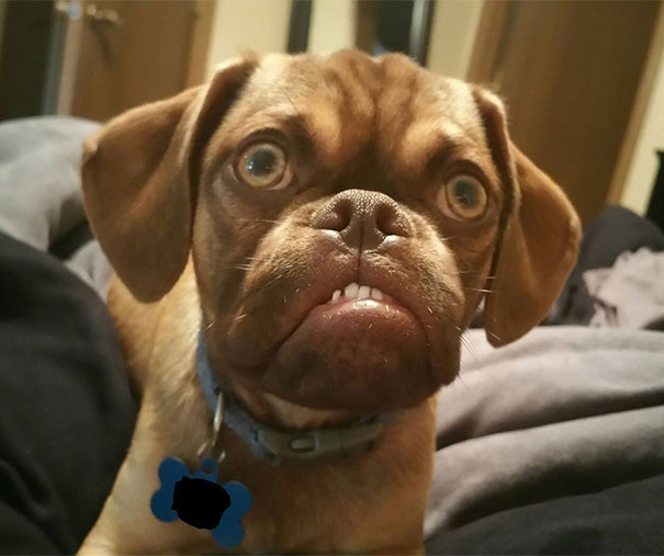 perro enfadado 4