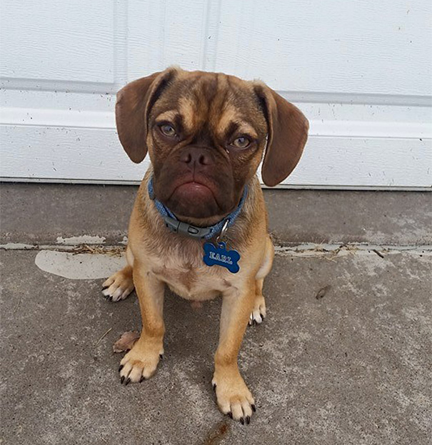 perro enfadado 5