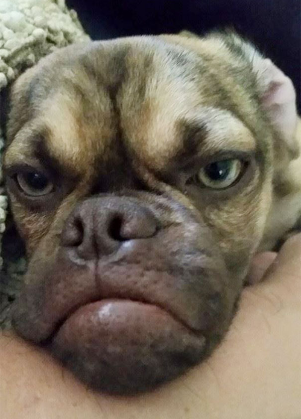 perro enfadado 6