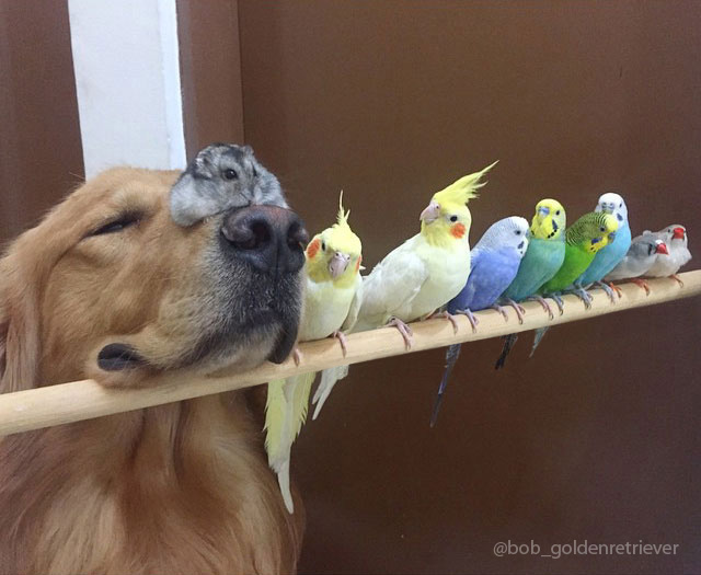 perro hamster y pajaros 2