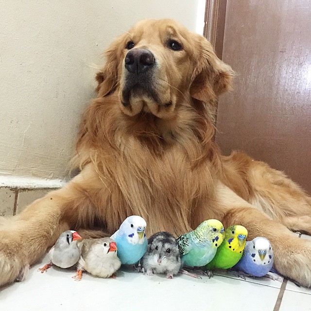 perro hamster y pajaros 3