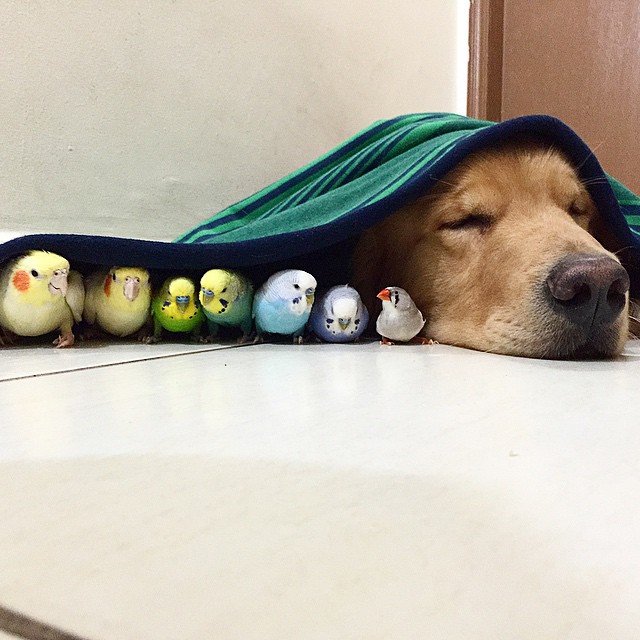 perro hamster y pajaros 5