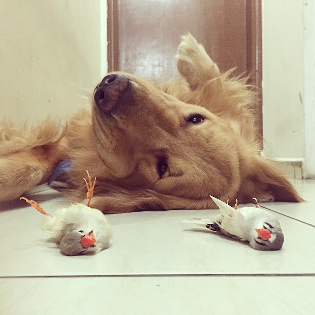 perro hamster y pajaros 8