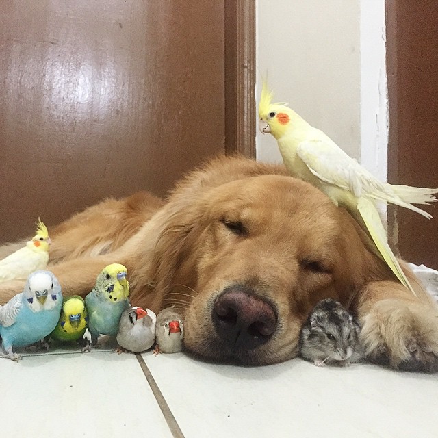 perro hamster y pajaros