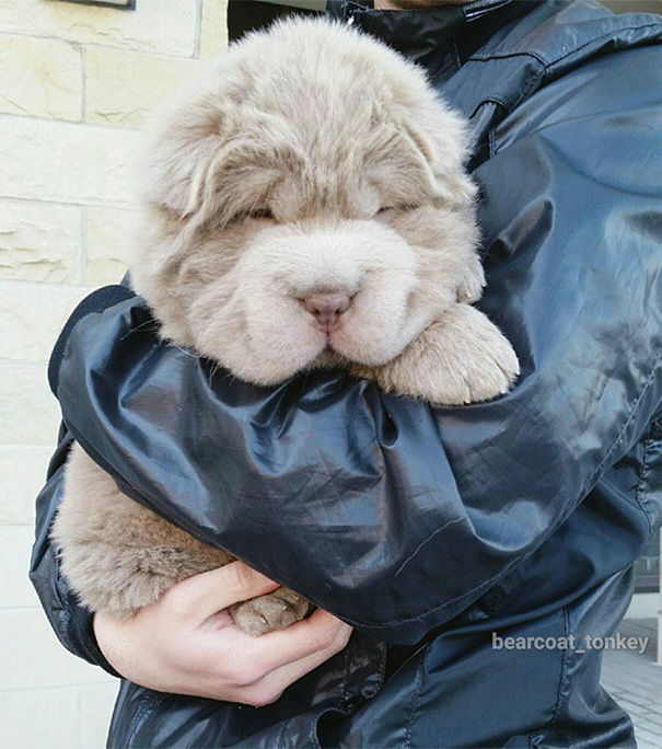 perro muy peludo 10