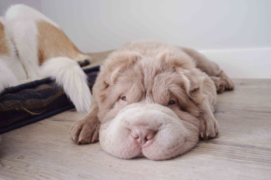 perro muy peludo 12
